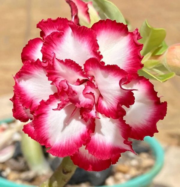 Pré Venda - Rosa do Deserto Disney