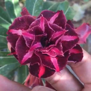 Pré Venda - Rosa do Deserto Cometa Harlley