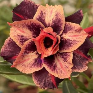 Pré Venda - Rosa do Deserto CN 99