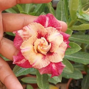 Pré Venda - Rosa do Deserto Camaleoa