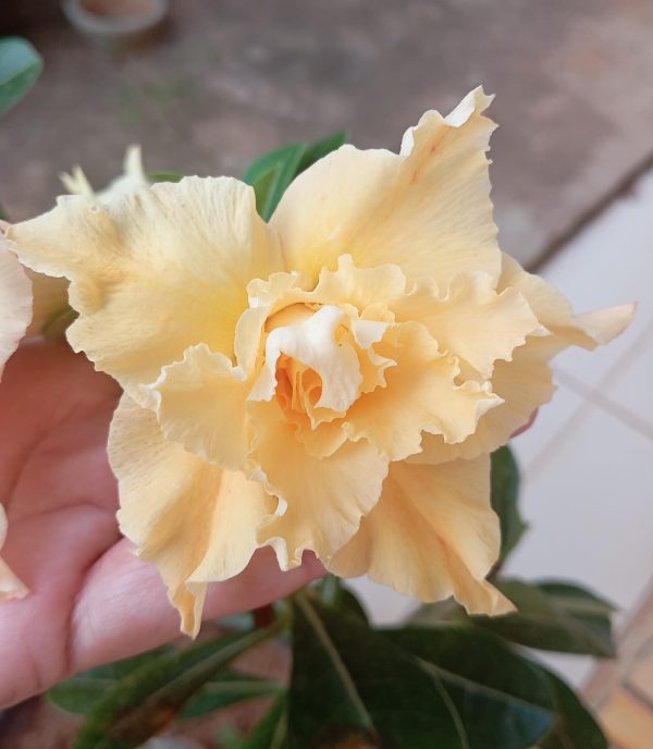 Pré Venda - Rosa do Deserto Brasilia
