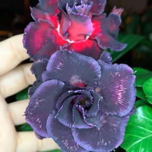 Pré Venda - Rosa do Deserto Black Coffe