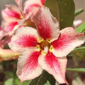 Pré Venda - Rosa do Deserto Stella