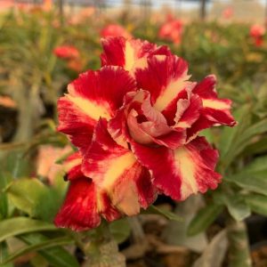 Pré Venda - Rosa do Deserto Barcelona