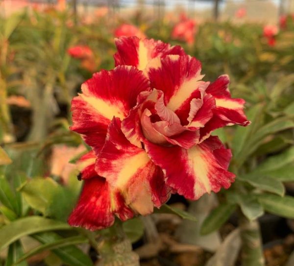 Pré Venda - Rosa do Deserto Barcelona