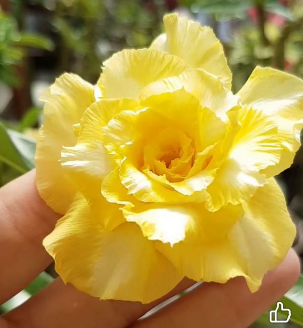 Pré Venda - Rosa do Deserto Zaad