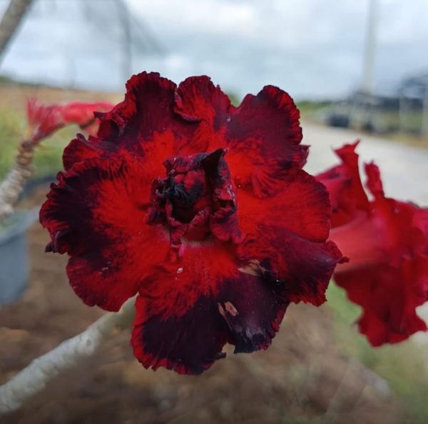 Pré Venda - Rosa do Deserto Morango do Amor