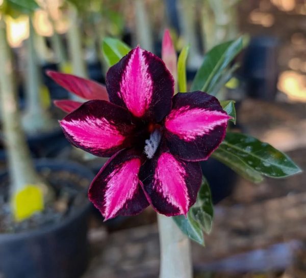 Pré Venda - Rosa do Deserto Black Cherry
