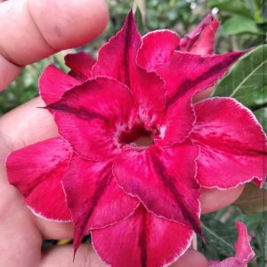 Pré Venda - Rosa do Deserto Ayla