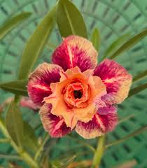 Pré Venda - Rosa do Deserto Tangerina