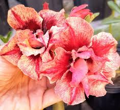 Pré Venda - Rosa do Deserto Duquesa