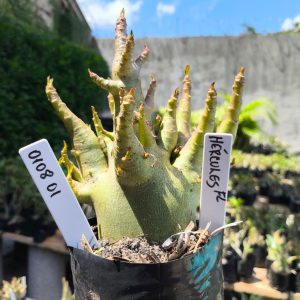 0108 01 Arabicum Hércules 12 meses