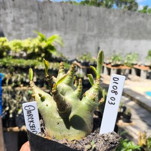 0108 03 Arabicum Darkseid 12 meses