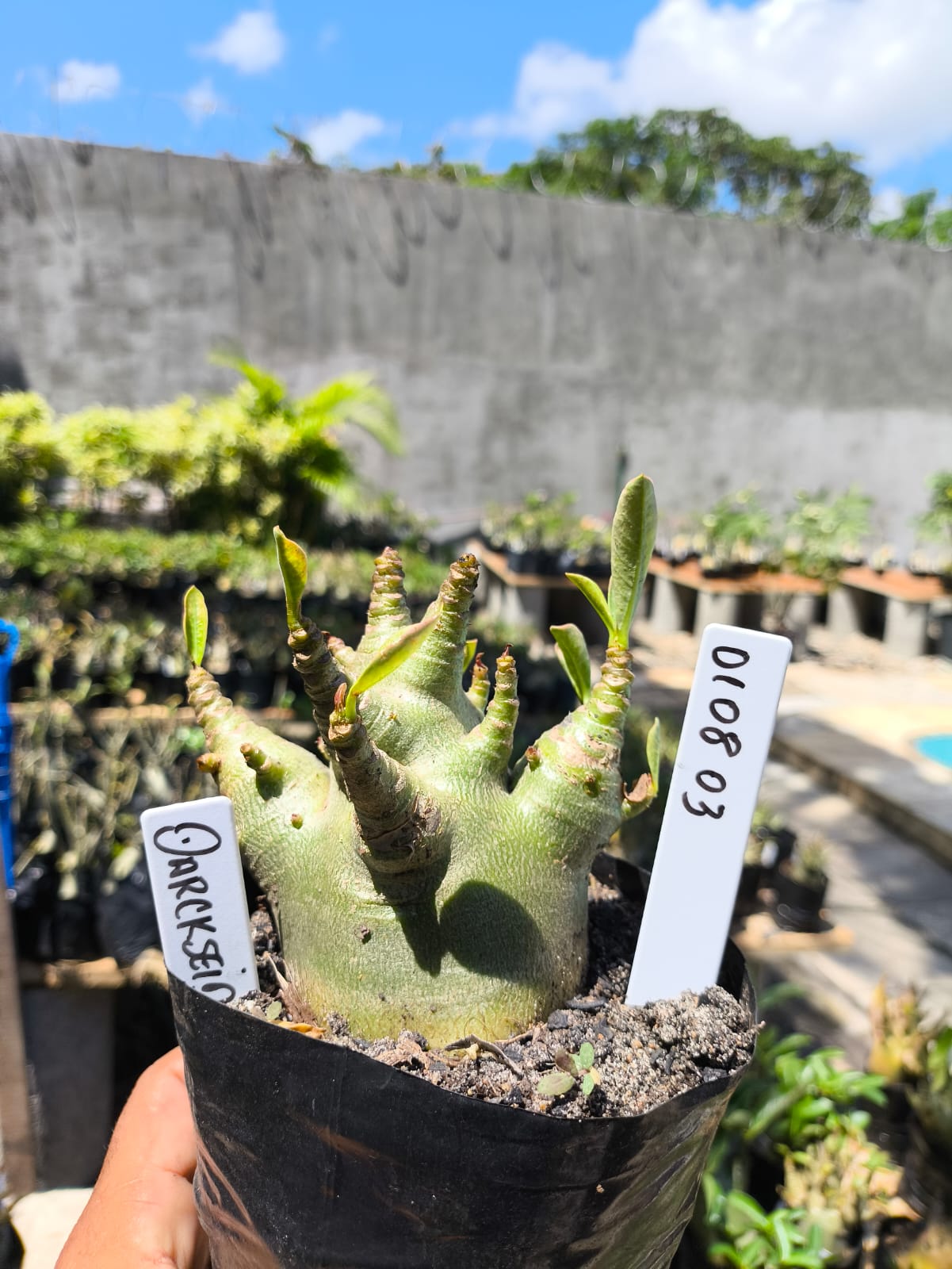 0108 03 Arabicum Darkseid 12 meses - Rosa do deserto Fortaleza