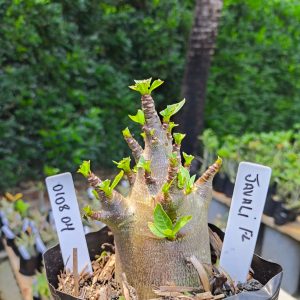 0108 04 Arabicum Javali 12 meses