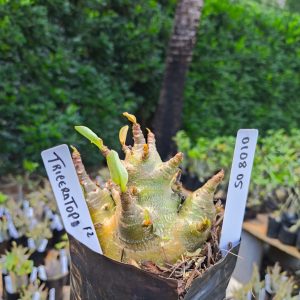 0108 05 Arabicum Triceratops 12 meses