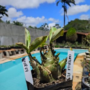 0108 07 Arabicum Caterpillar 12 meses
