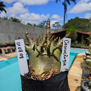 0108 08 Arabicum Groelândia 12 meses