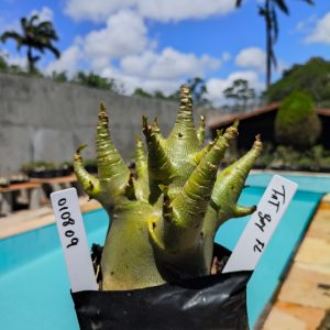 0108 09 Arabicum Fat Boy 12 meses