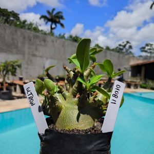 0108 11 Arabicum Ultron 12 meses