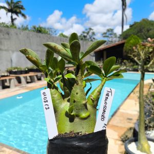 0108 12 Arabicum Tiranossauro 12 meses