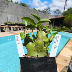 0108 13 Arabicum Raptor 12 meses