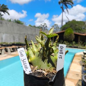 0108 15 Arabicum God Bigger 12 meses