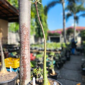 0208 01 Anaconda de semente - Black