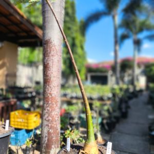 0208 03 Anaconda de semente - Black