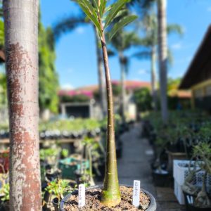 0208 04 Anaconda de semente - Black