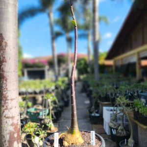 0208 05 Anaconda de semente - Black