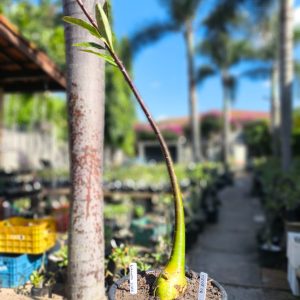 0208 06 Anaconda de semente - Black