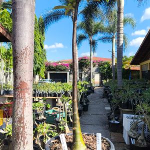 0208 07 Anaconda de semente - Black