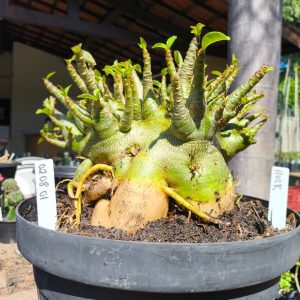 0208 01 Arabicum Hulk - Adulta