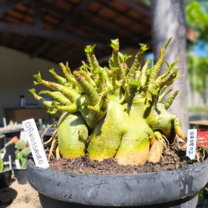 0208 02 Arabicum Espinossauro - Adulta