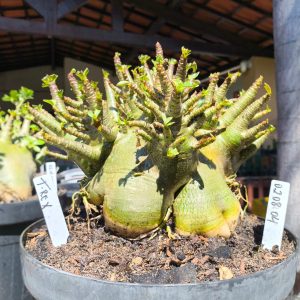 0208 04 Arabicum T Rex - Adulta