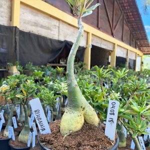 0408 18 Big Caudex Rosa do Deserto Rihanna