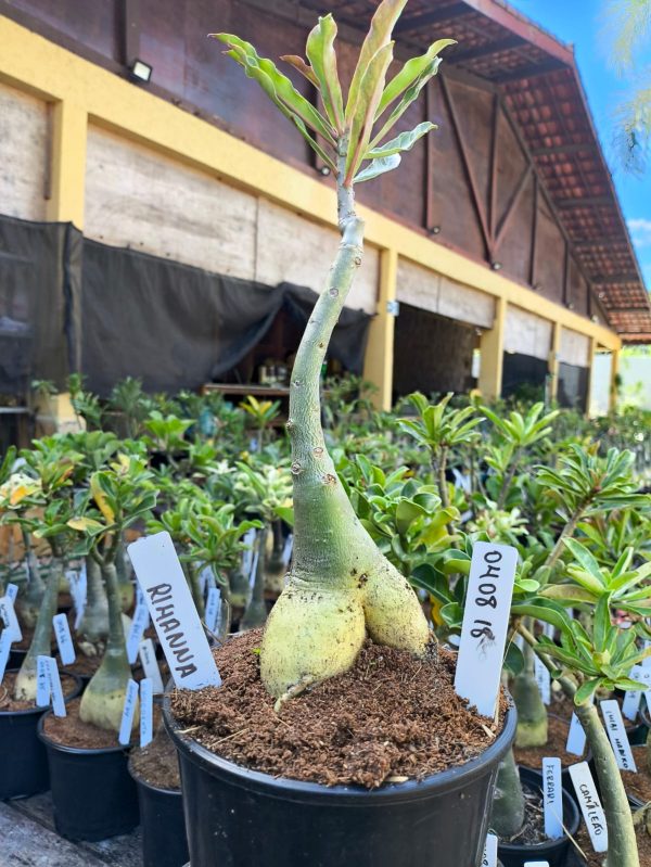 0408 18 Big Caudex Rosa do Deserto Rihanna