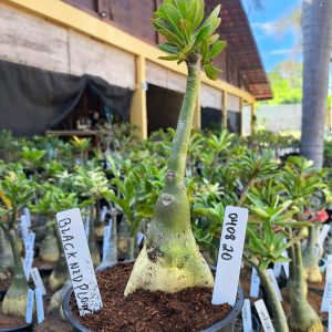 0408 20 Big Caudex Rosa do Deserto Blackned Plum