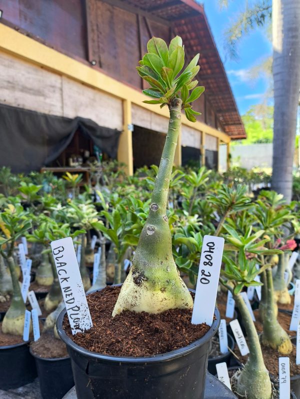 0408 20 Big Caudex Rosa do Deserto Blackned Plum