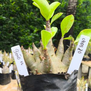 0408 20 Arabicum Bizão 12 meses