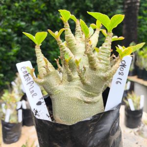 0408 16 Arabicum Caterpillar 12 meses