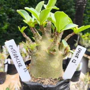 0408 12 Arabicum Caterpillar 12 meses