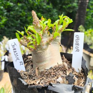 0408 09 Arabicum Jurassic 12 meses