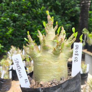 0408 02 Arabicum Spartus 12 meses