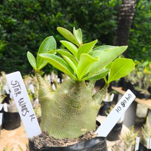 0408 01 Arabicum Star Wars 12 meses