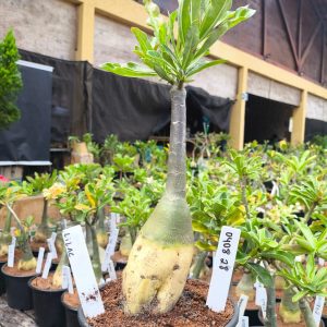 0408 28 Rosa do Deserto Lilac Frost