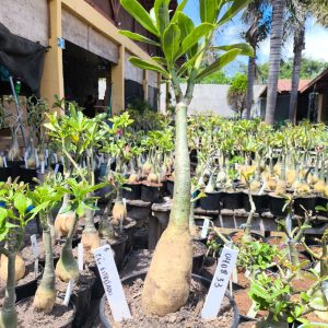 0408 33 Rosa do Deserto Céu Estrelado