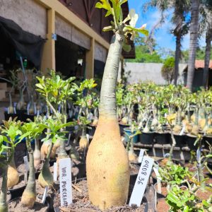 0408 36 Rosa do Deserto Variegata Porcelana