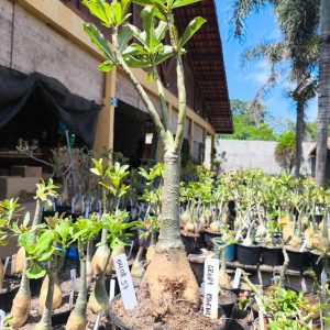 0408 37 Rosa do Deserto Grape Essence